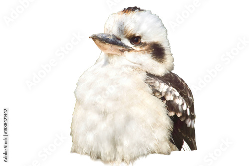Laughing kookaburra bird isolated on transparent background. Portrait of an Australian kingfisher, wildlife and nature concept.