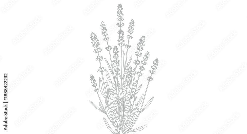 Fototapeta premium Adobe Illustrator Artwork