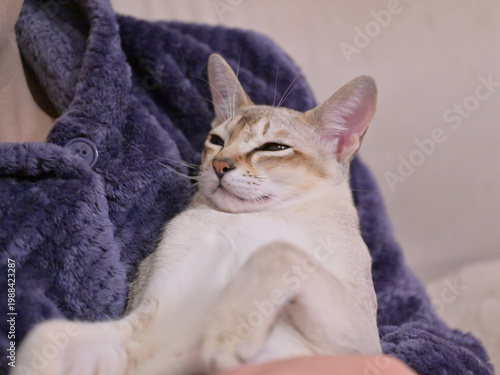Bild auf Leinwand 飼い主に抱かれながら目を細めるている若いシンガプーラ猫