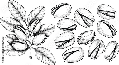 Set of Pistachio Nut Botanical Illustrations Featuring Whole Nuts on Branch with Leaves and Cracked Shells for Culinary Healthy Snack and Organic Food Graphic Designs