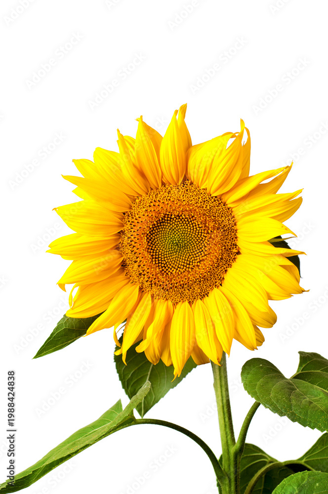 Obraz premium Bright yellow sunflower isolated on white background, summer nature and agriculture concept