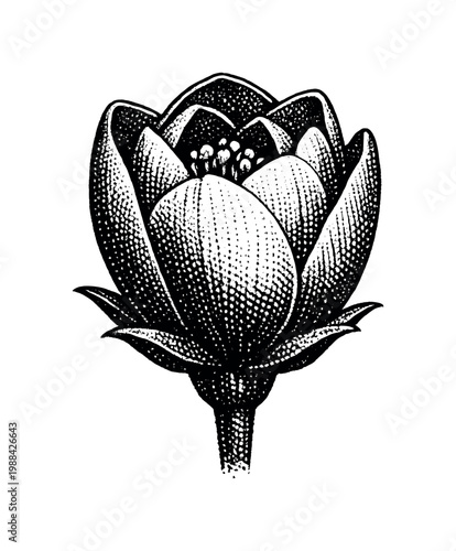 A single flower in early bloom with partially opened petals, depicted in a simple frontal view, rendered in