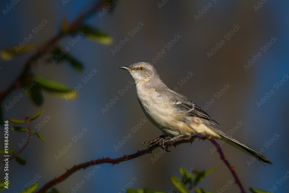 Obraz premium Northern mockingbird perched on a thin thorny branch with soft blurred background, showing gray plumage and bright yellow eye in natural sunlight.