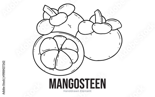 A hand-drawn illustration of a whole mangosteen fruit and a halved mangosteen showing its segments.