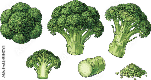 Vector illustration of broccoli in whole, floret, cross‑section and chopped forms in food design