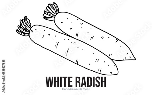A hand-drawn illustration of two long white radishes with green leafy tops, presented on a white background.