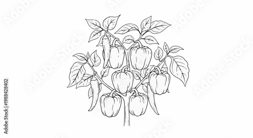 Line art illustration of bell and chili peppers growing on a plant