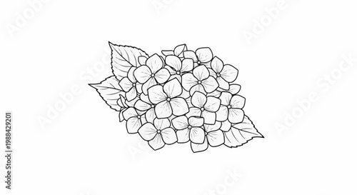 Detailed line drawing of a cluster of hydrangeas with leaves