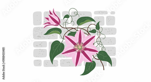 Pink and deep pink clematis flowers climb on a brick wall background