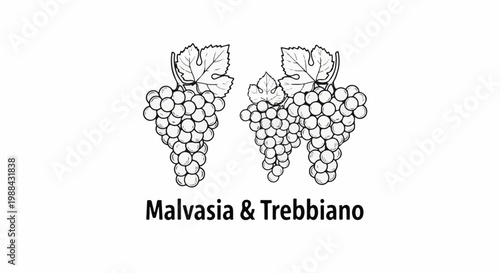 Two bunches of grapes with leaves and names below