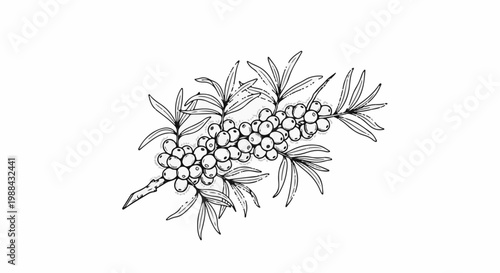 A black and white sketch of a branch with many small berries and elongated leaves