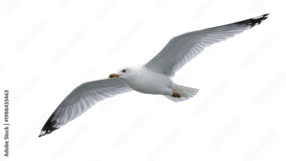Fototapeta premium Graceful white seagull with black wingtips in flight, isolated on transparent background