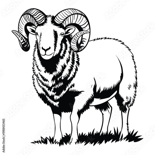 sketch of sheep