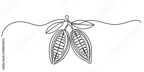 Minimalist continuous line art illustration of two cocoa pods with leaves on a white background Vector, illustration