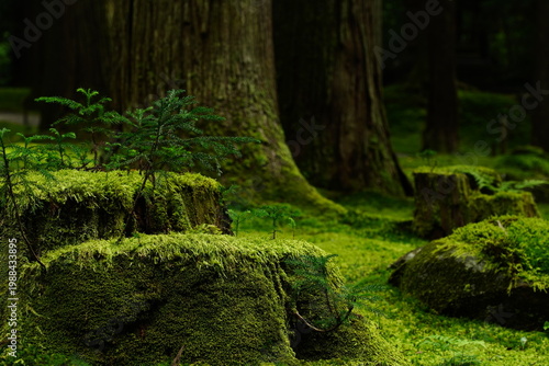 Foto New pine saplings growing on a mossy tree stump in a lush green forest
