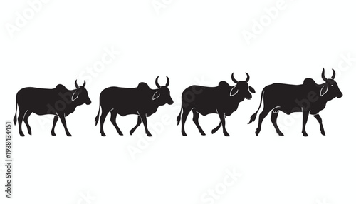 black and white silhouette set of Indian cow very high quality vector illustration.
