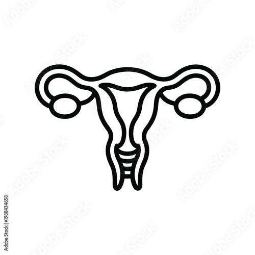 Vector of the female reproductive system showing uterus and ovaries