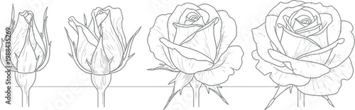 Illustrative sequence showcasing the beautiful natural growth process of a rose flower blooming from a tightly closed bud through various stages to a fully opened, vibrant blossom.