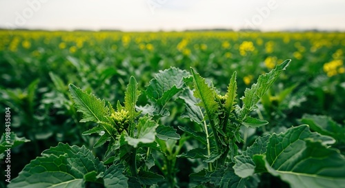 Close-up of green canola plants with yellow flowers in a field under a cloudy sky