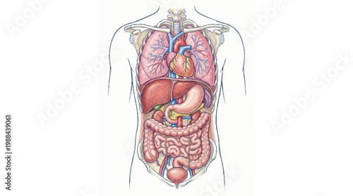 Anatomical illustration of the human torso, detailing the major internal organs, respiratory and circulatory systems