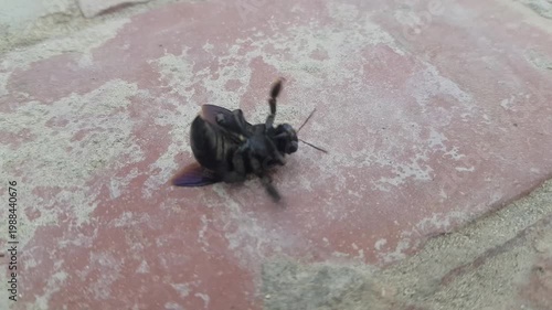 Large Black Carpenter Bee with Purple Iridescent Wings on Stone Wall Macro Nature Photography
