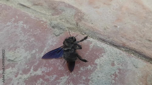 Large Black Carpenter Bee with Purple Iridescent Wings on Stone Wall Macro Nature Photography
