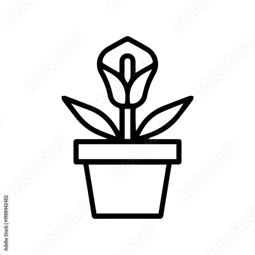 Potted Callas Flower