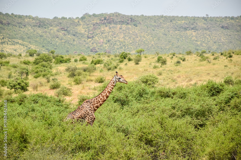 Obraz premium Giraffe (Giraffa camelopardalis) in African savanna landscape