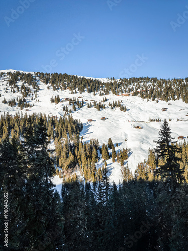 Snowy Alpine Forest: A Peaceful Landscape of Trees and Mountain Peaks