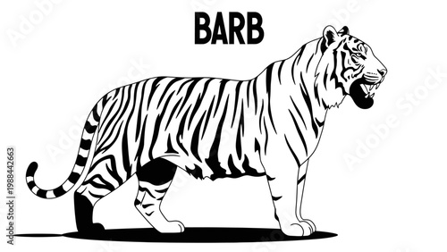 Black and White Tiger Illustration with the word BARB