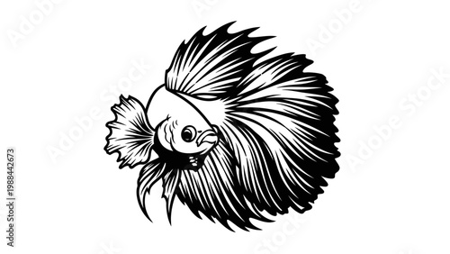 Betta Fish Illustration Black and White