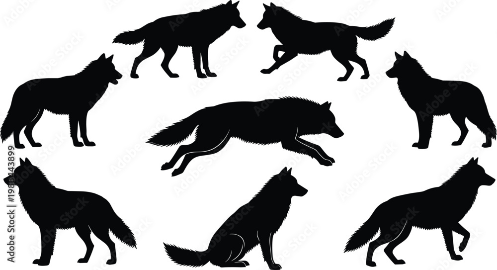 Obraz premium Collection of wolf silhouettes in dynamic poses including standing, running, sitting, and leaping, expressive animal vector illustration design