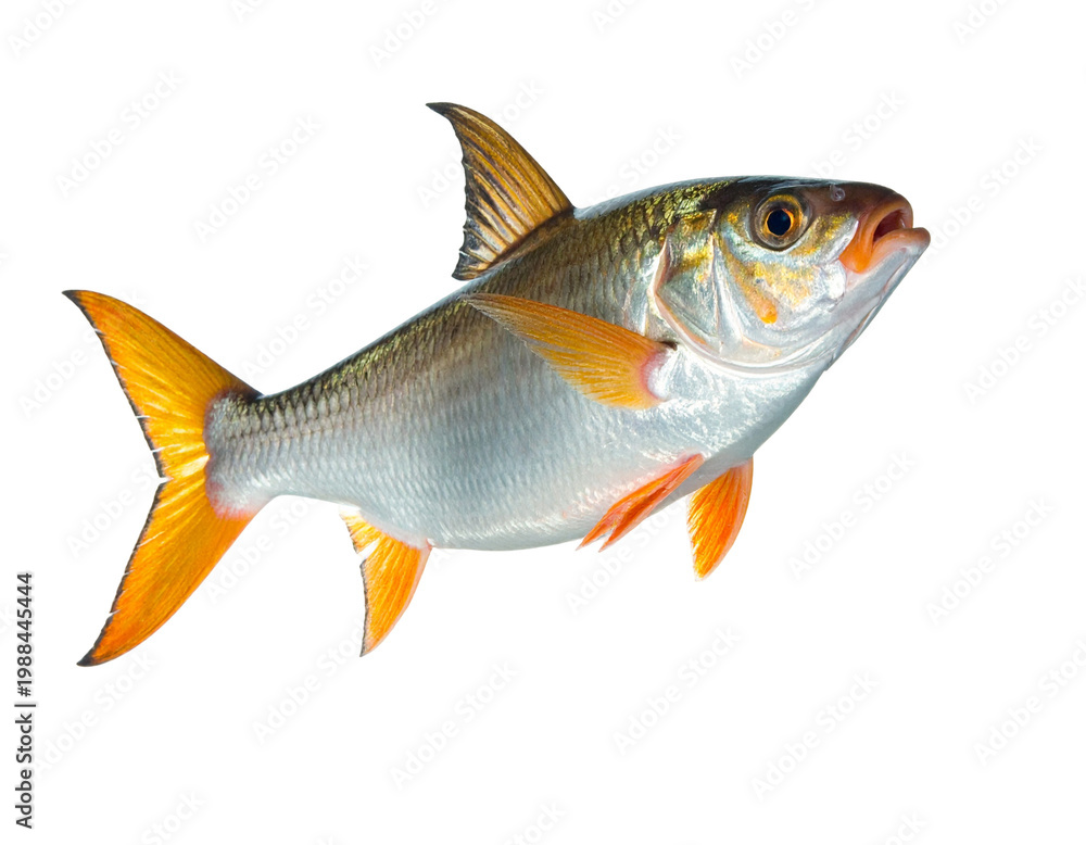 Fototapeta premium Cattlefish (fish) highlighted in orange and silver with distinct fins