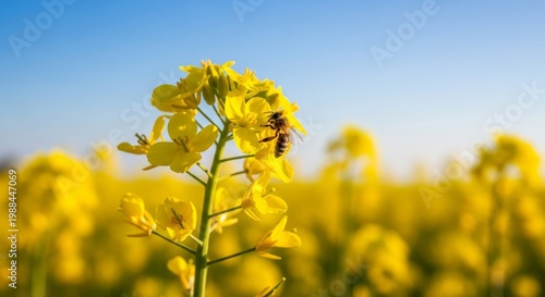 Honey bee on vibrant yellow rapeseed flower in field under clear blue sky, close-up