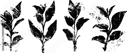 Vintage grunge leaves silhouettes collection distressed texture foliage shapes in black and white