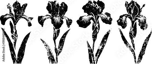 Black and white silhouette illustrations of iris flowers with leaves in different bloom stages