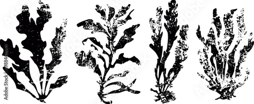 black ink botanical silhouettes of different aquatic seaweeds and underwater plants set
