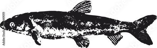 Detailed black and white illustration of a fish, side profile with visible fins and scales, aquatic wildlife drawing