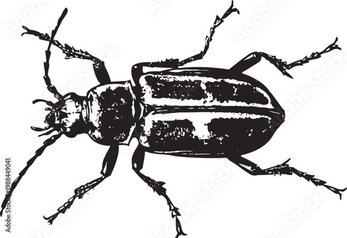 Black beetle illustration insect detailed drawing with segmented body and antennae entomology sketch artwork