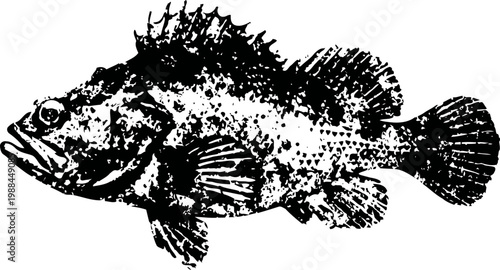 Detailed black and white illustration of a scorpionfish with spiny fins and textured body