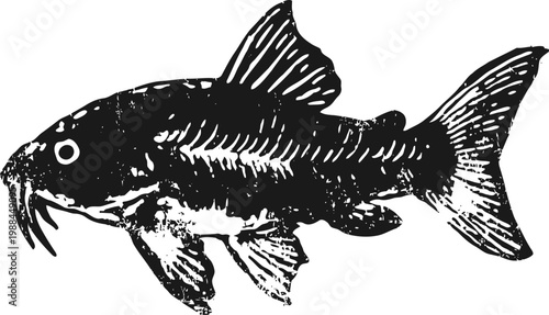 Black and white catfish illustration with detailed fins and whiskers, aquatic freshwater fish drawing