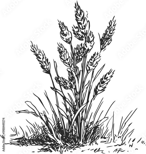 Detailed black and white illustration of wild grass cluster with seed heads and blades