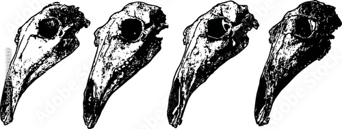 Four vintage ravens skull illustrations in black and white on a white background