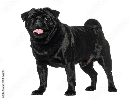 Black pug standing proud on white studio background