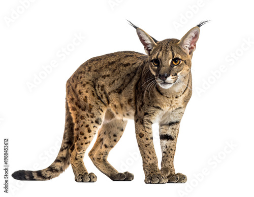 Coastal wild cougar-like felid with sleek tawny coat and distinctive spots
