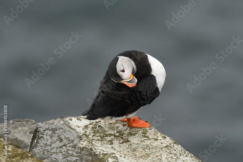 Quadro su tela Preening Puffin - Pappa Westray