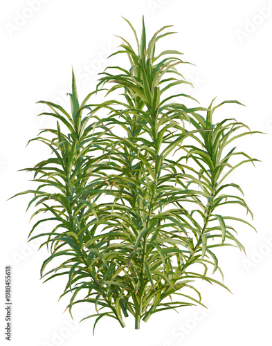 Polytrichum commune tree, elevation, front view, cutout, transparent background, isolate, Delicate fern leaves pattern, detailed close-up, natural green texture, botanical illustration, spring nature