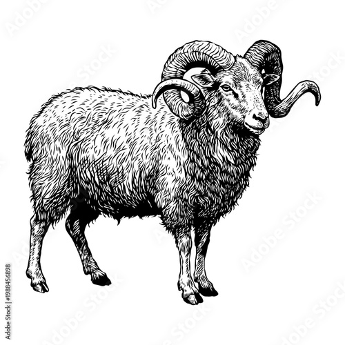 hand drawn illustration of a sheep vector