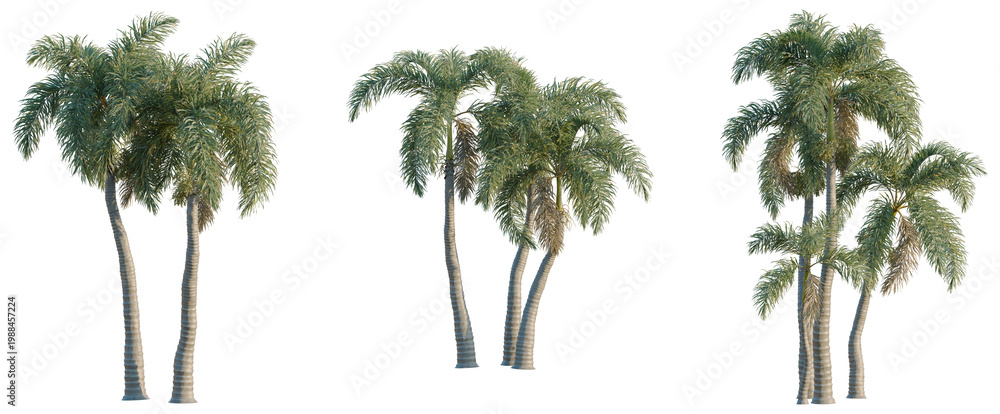 Fototapeta premium Wodyetia bifurcata tree, elevation, front view, cutout, transparent background, isolate, Detailed close-up of lush green palm trees in a tropical forest, high resolution