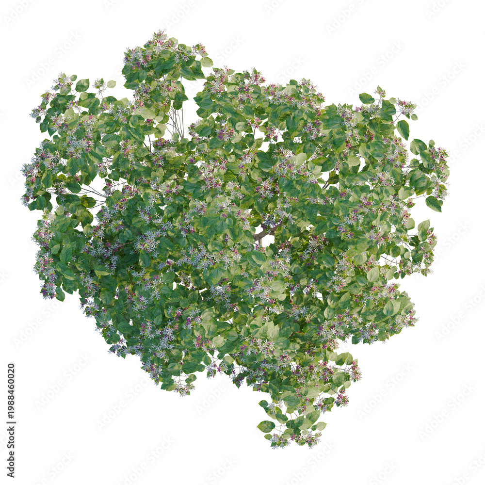 Obraz premium Clerodendrum trichotomum fargesii tree plan, top view, cutout, transparent background, isolate, Close-up of a healthy vibrant basil plant with lush green leaves, perfect for culinary use.